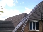 Pest Control on Roof